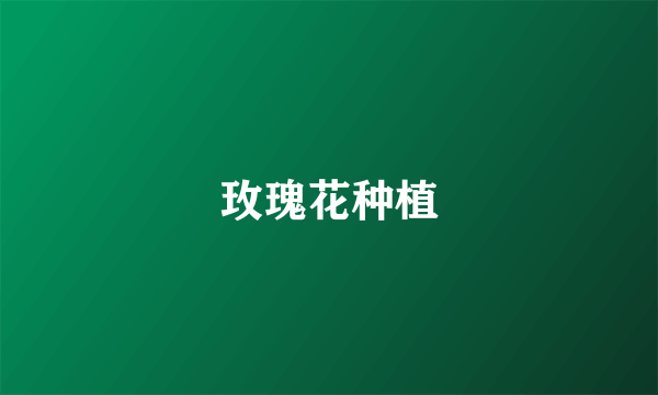 玫瑰花种植