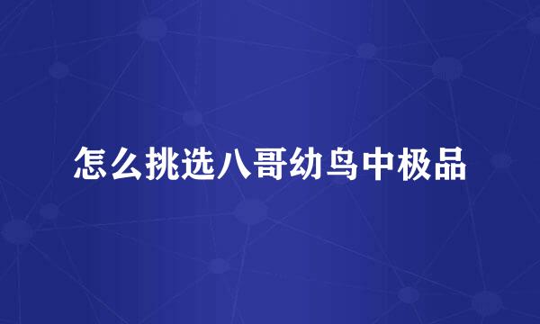 怎么挑选八哥幼鸟中极品