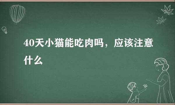 40天小猫能吃肉吗，应该注意什么