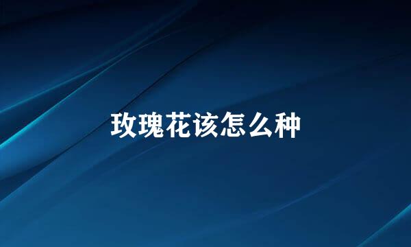 玫瑰花该怎么种