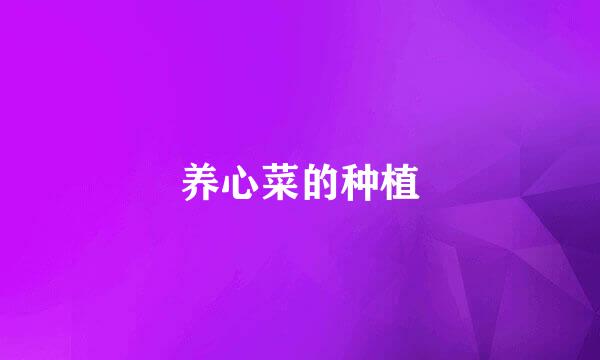 养心菜的种植