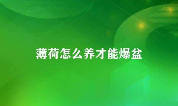 薄荷怎么养才能爆盆