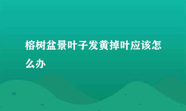 榕树盆景叶子发黄掉叶应该怎么办
