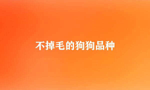 不掉毛的狗狗品种