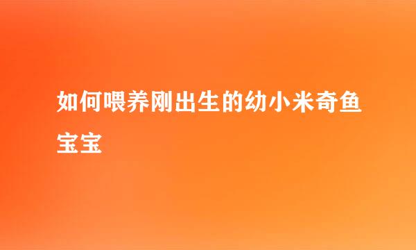 如何喂养刚出生的幼小米奇鱼宝宝