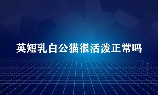 英短乳白公猫很活泼正常吗