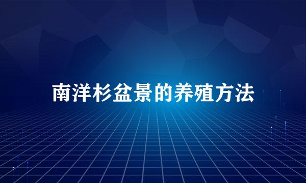 南洋杉盆景的养殖方法