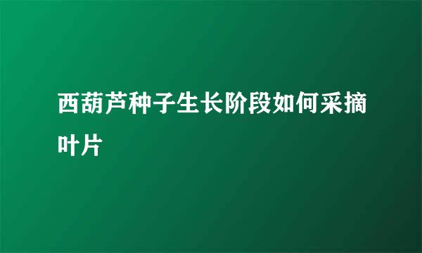 西葫芦种子生长阶段如何采摘叶片