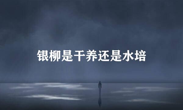 银柳是干养还是水培