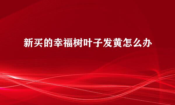 新买的幸福树叶子发黄怎么办