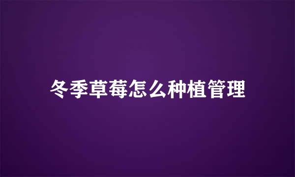 冬季草莓怎么种植管理