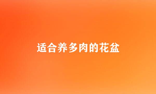 适合养多肉的花盆