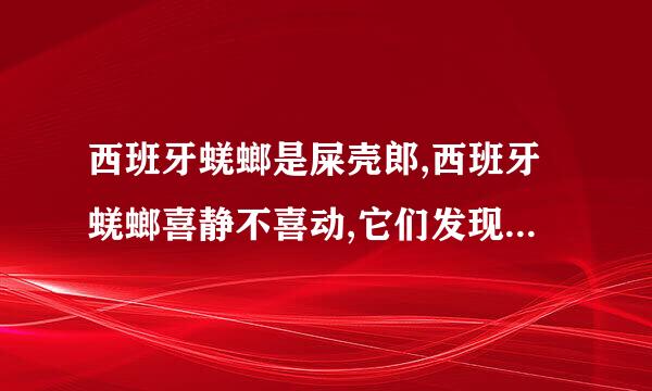 西班牙蜣螂是屎壳郎,西班牙蜣螂喜静不喜动,它们发现食物后,是怎样处理食物