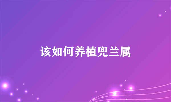 该如何养植兜兰属