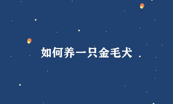 如何养一只金毛犬