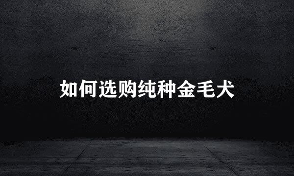 如何选购纯种金毛犬