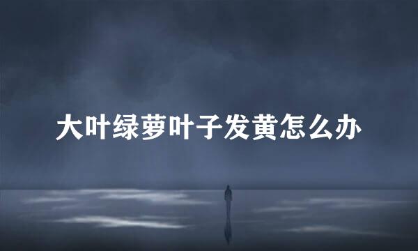 大叶绿萝叶子发黄怎么办