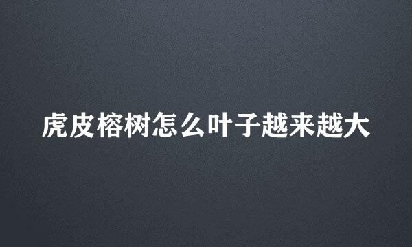 虎皮榕树怎么叶子越来越大