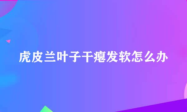 虎皮兰叶子干瘪发软怎么办