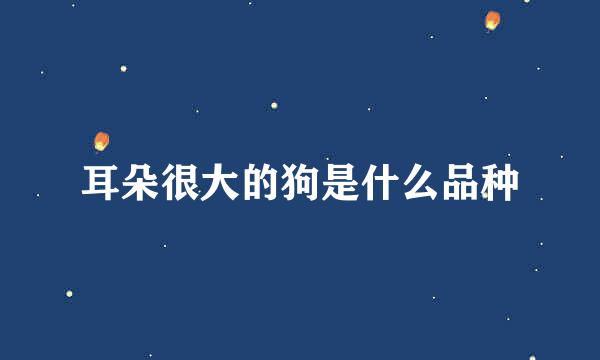 耳朵很大的狗是什么品种