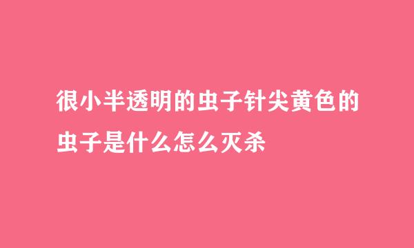 很小半透明的虫子针尖黄色的虫子是什么怎么灭杀