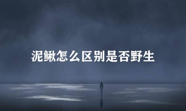 泥鳅怎么区别是否野生