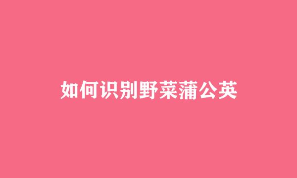 如何识别野菜蒲公英