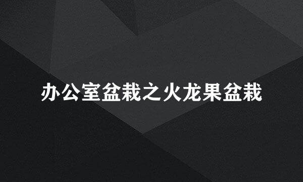 办公室盆栽之火龙果盆栽