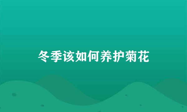 冬季该如何养护菊花