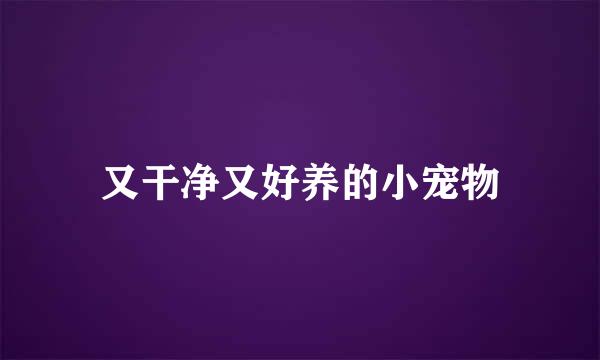 又干净又好养的小宠物