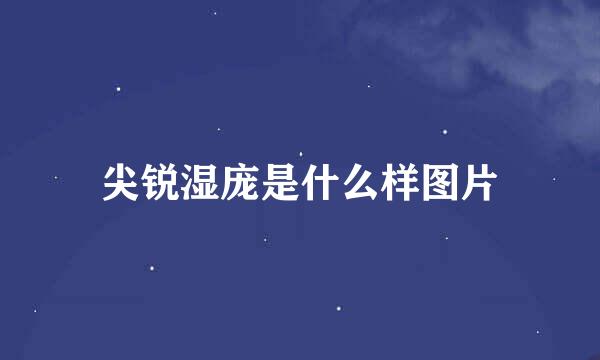尖锐湿庞是什么样图片