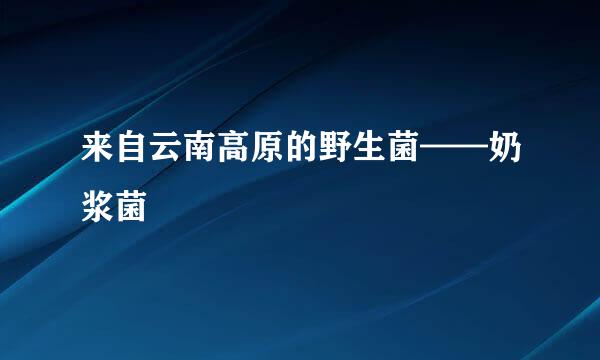 来自云南高原的野生菌——奶浆菌