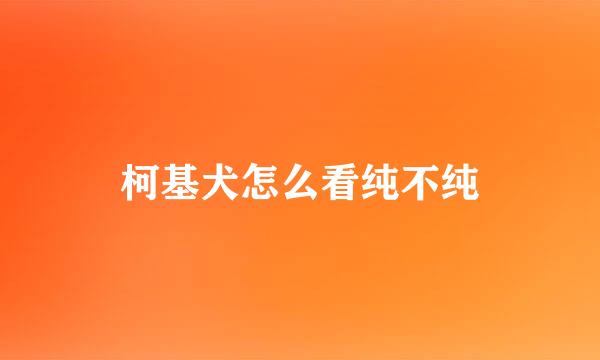 柯基犬怎么看纯不纯