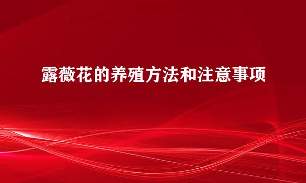 露薇花的养殖方法和注意事项