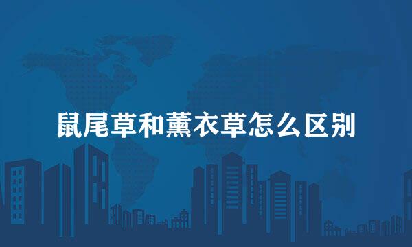 鼠尾草和薰衣草怎么区别