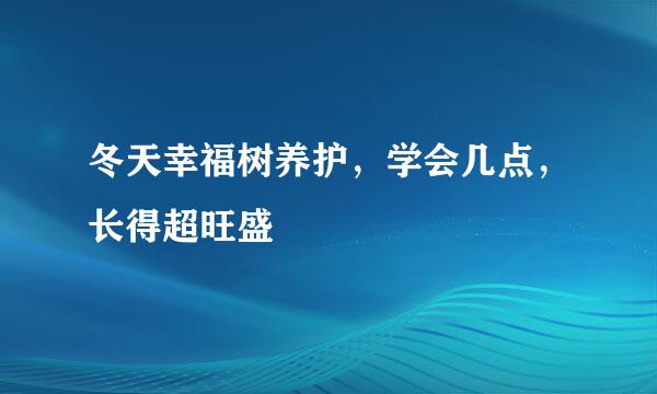 冬天幸福树养护，学会几点，长得超旺盛